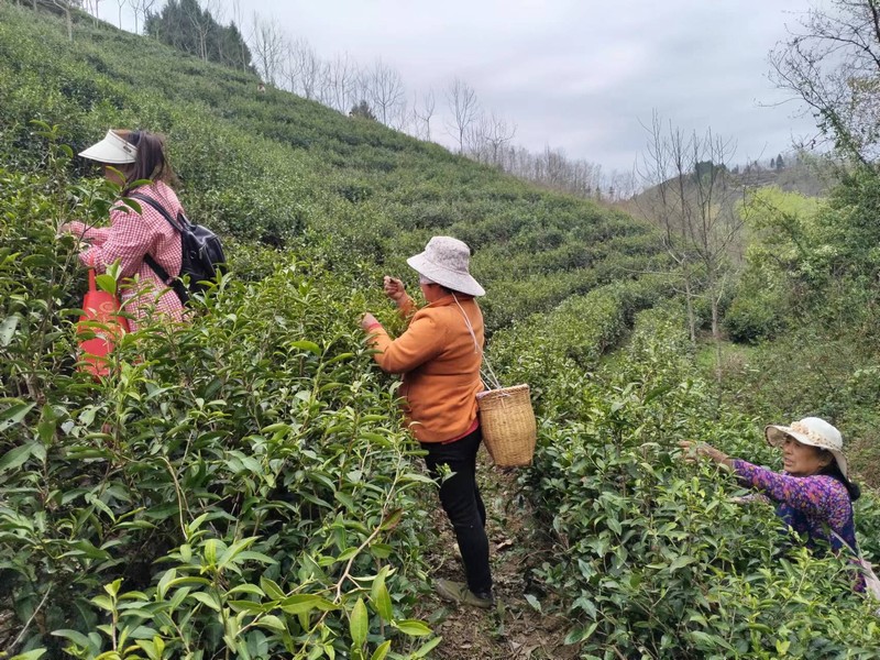 陜煤建設(shè)定點(diǎn)幫扶村：春茶采摘忙，茶香促振興